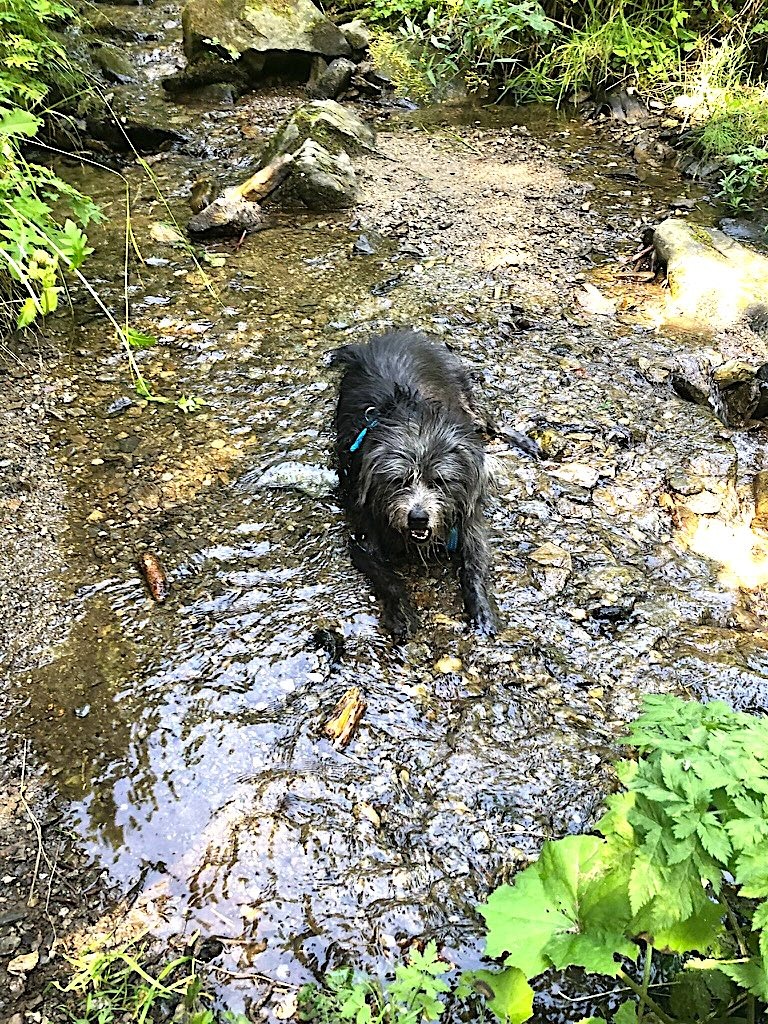Ciocia, cane dal pelo lungo grigio, immersa nell'acqua vicino alla cascata di Slap Skalca