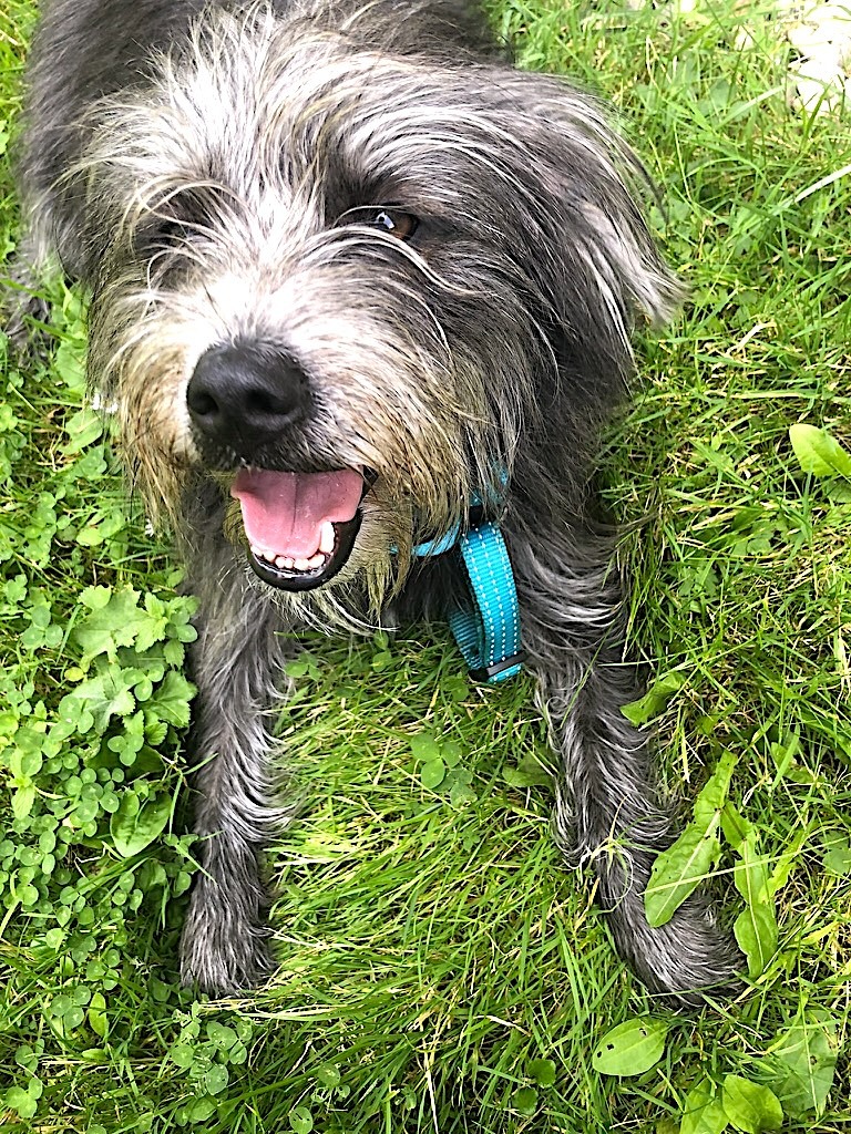 Ciocia, cane dal pelo grigio, si rotola felice nell'erba di un prato in Slovenia