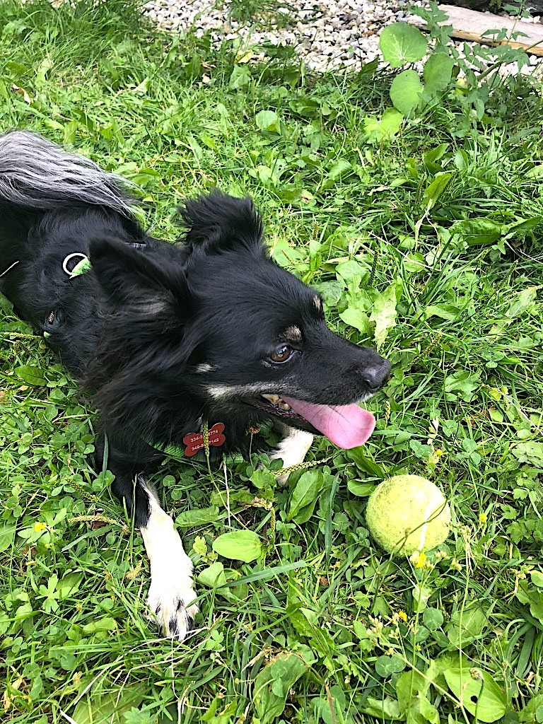 Kiko, cane nero di piccola taglia, sdraiato nell'erba con una pallina da tennis