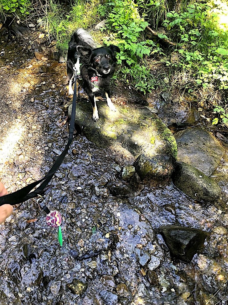 Kiko, cane di piccola taglia, in piedi su una roccia in un torrente nel bosco del Pohorje