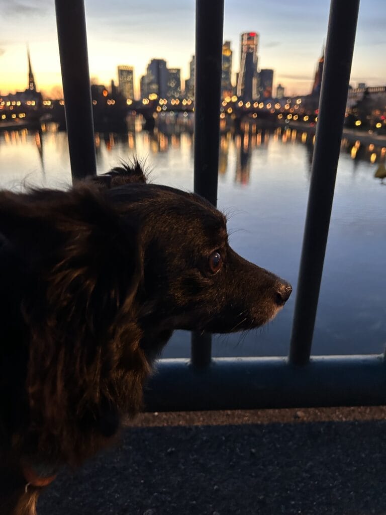 Il cane Kiko su un ponte di Francoforte sul Meno con lo skyline della città al tramonto.