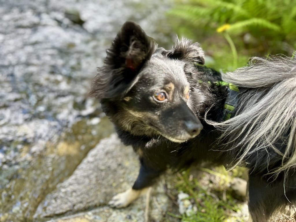 Il cane Kiko si rinfresca in un torrente a Francoforte sul Meno durante un tramonto estivo.