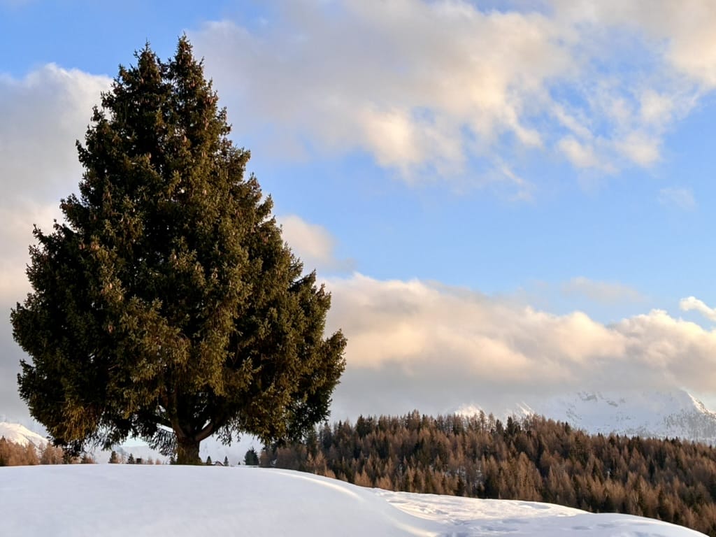 Albero di pino innevato sulle montagne dell'Aprica durante la stagione invernale.