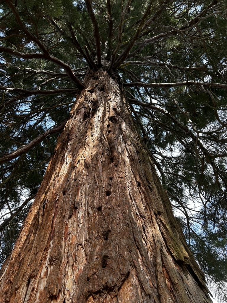 Dettaglio di un pino nel bosco di Trivigno in estate, perfetto per passeggiate nella natura con il cane