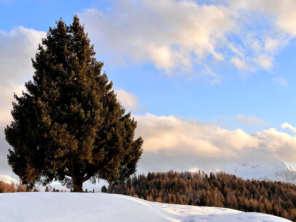 Lo stesso abete di Aprica coperto di neve in inverno