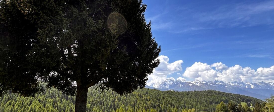 Aprica con il cane: guida definitiva nelle 4 stagioni