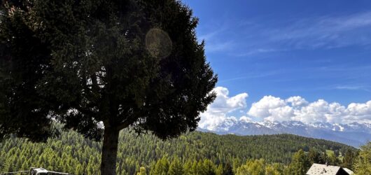 Aprica con il cane: guida definitiva nelle 4 stagioni