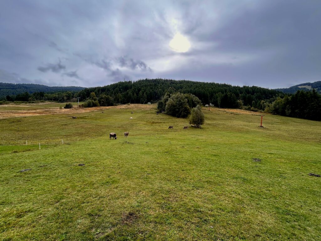 Mucche al pascolo in un prato verde ad Aprica in estate