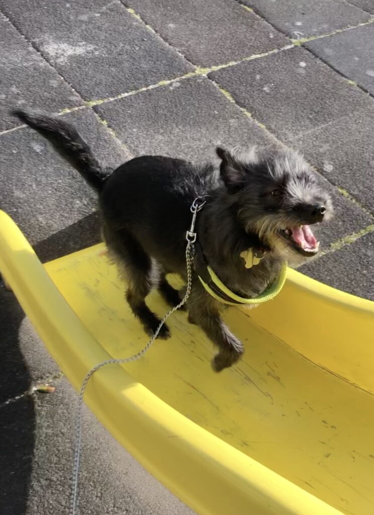 Ciocia, cane di razza mista, si arrampica su uno scivolo per bambini a Ischia