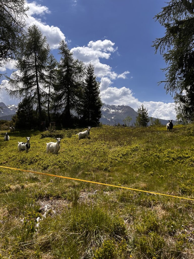 Capre al pascolo lungo la strada verso Trivigno con vista sulle montagne