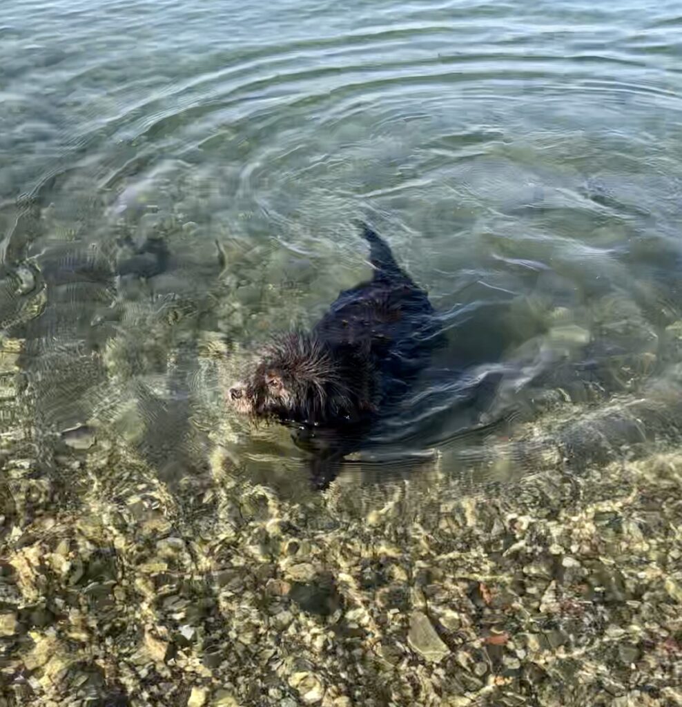 Ciocia, cane dal pelo lungo grigio, nuota nel mare trasparente di Forio