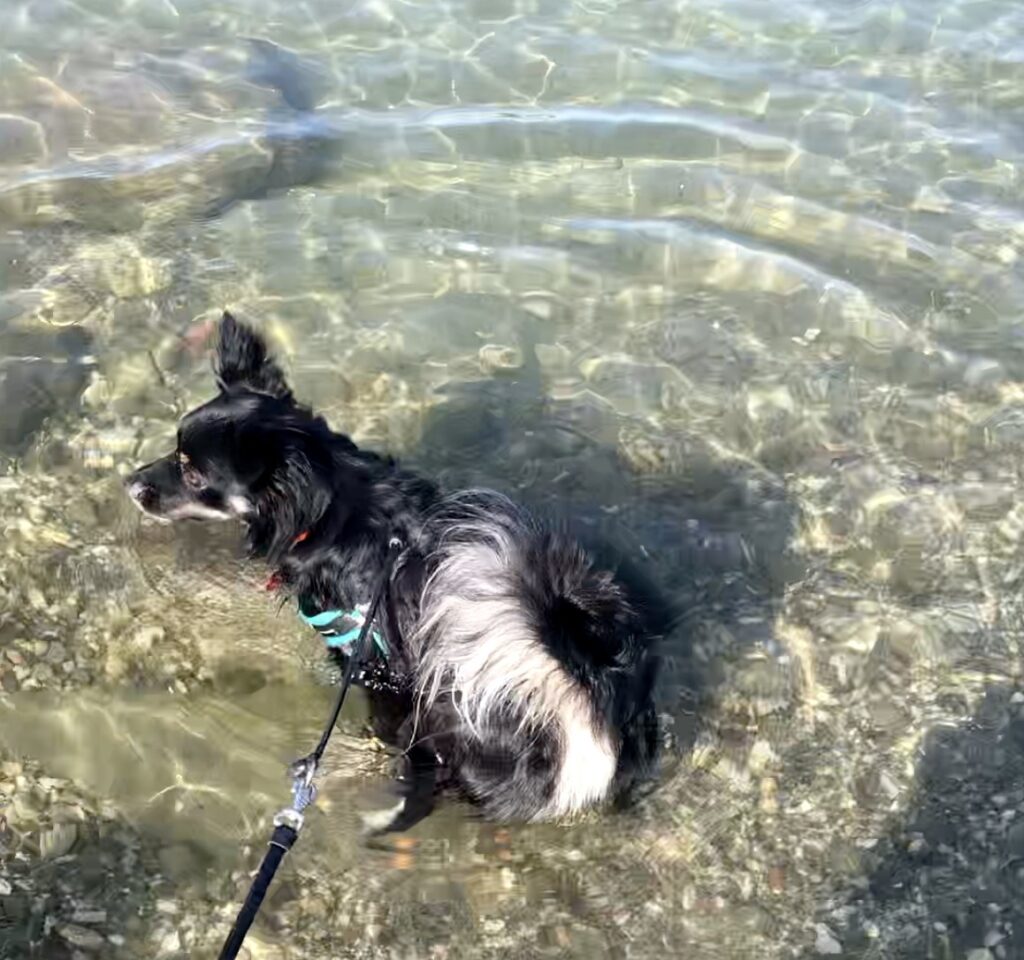 Kiko, cane di piccola taglia, seduto in acqua a Cava dell'Isola, Forio con il cane