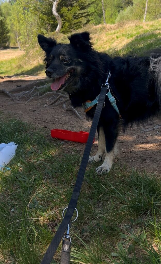 Kiko in primo piano durante la pausa a Pian di Gembro con ciotola pieghevole