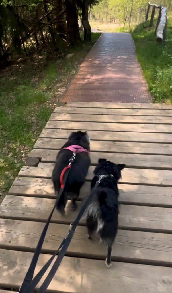 Ciocia e Kiko al guinzaglio sulla passerella in ferro di Pian di Gembro con il cane