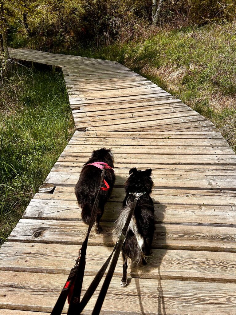 Ciocia e Kiko camminano al guinzaglio sulla passerella in legno di Pian di Gembro