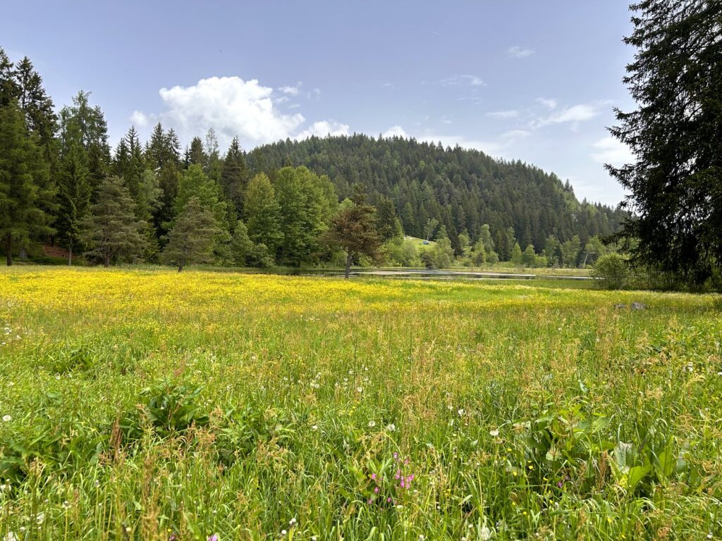 Torbiera di Pian di Gembro con vegetazione verde e fiori gialli