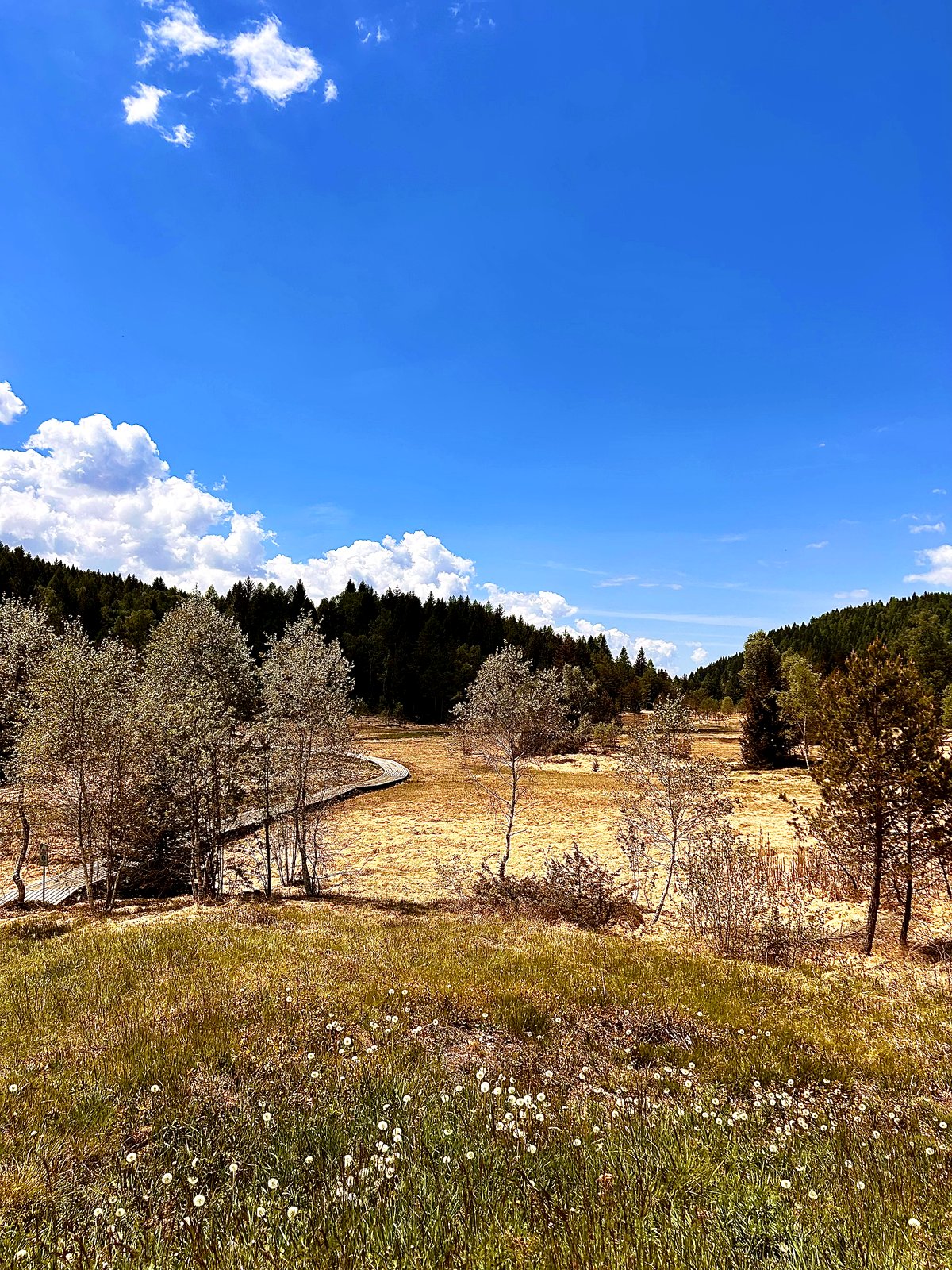 Pian di Gembro con il cane: la guida essenziale in 7 tappe tra torbiera e trincee della Grande Guerra