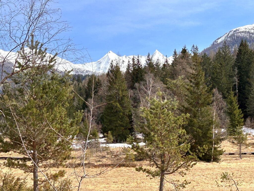Vista panoramica sulle montagne innevate dal Pian di Gembro con il cane