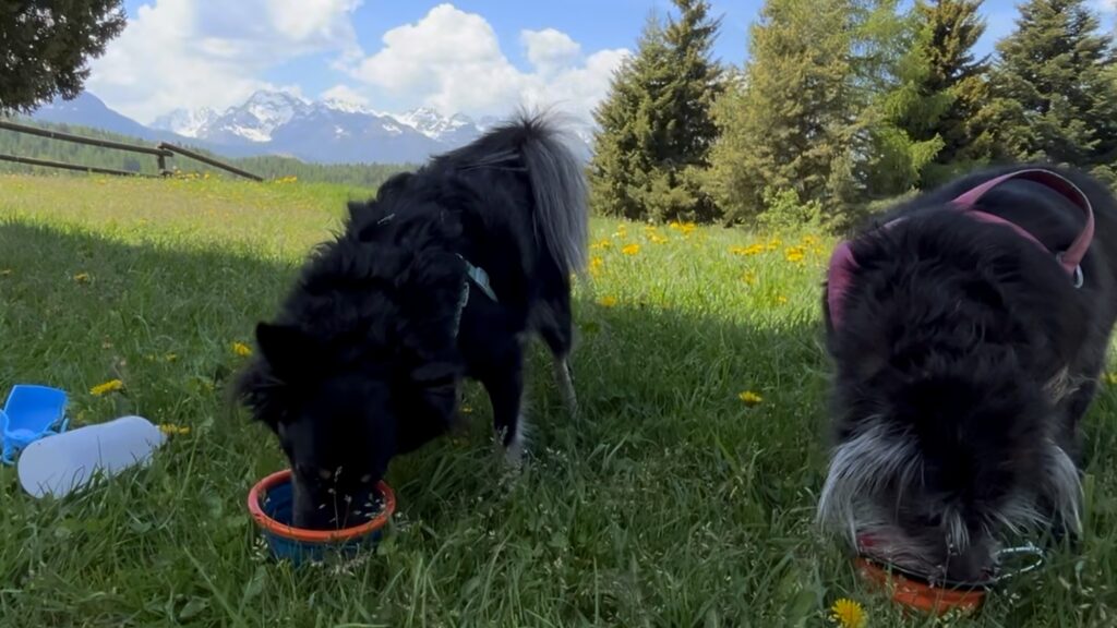 I cani bevono acqua dalla ciotola in un prato fiorito vicino a Trivigno, Aprica