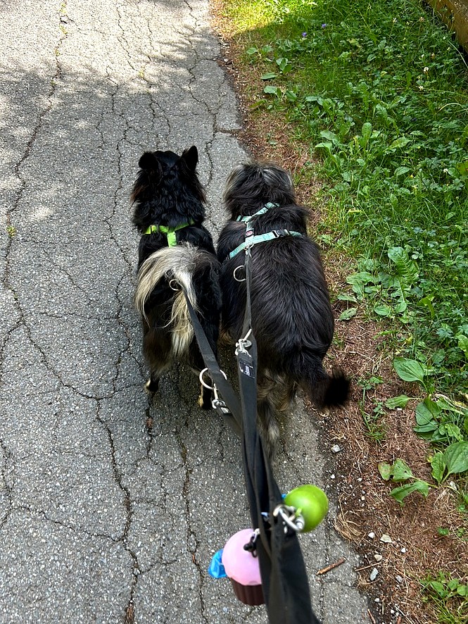 Ciocia e Kiko a passeggio sulla strada sterrata verso il Mortirolo, Trivigno con i cani