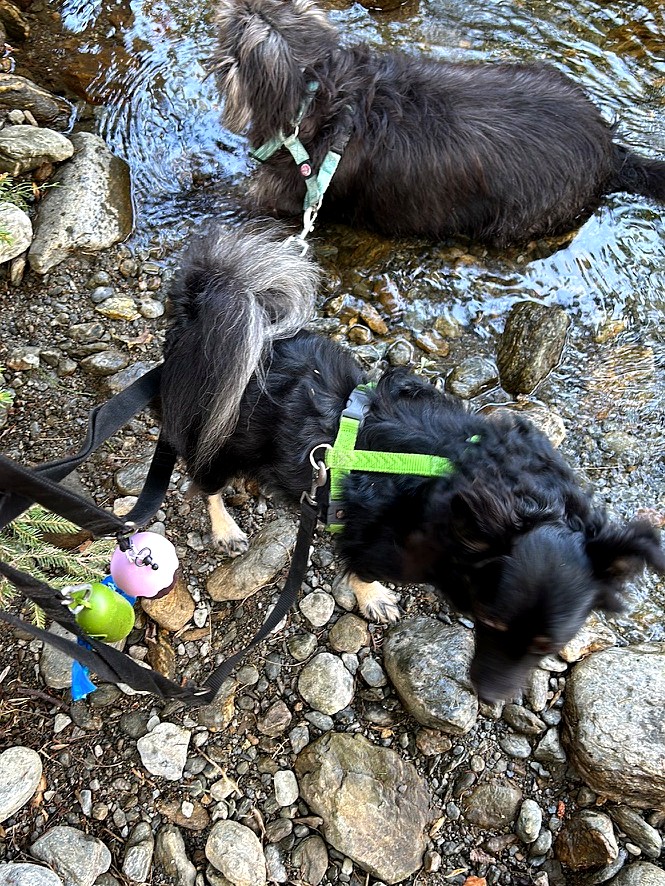 Ciocia e Kiko si rinfrescano in un torrente lungo il sentiero di Trivigno