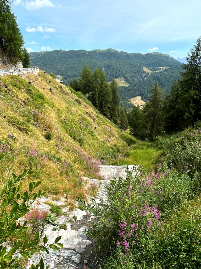Sentiero con gradini in pietra tra i fiori di epilobio a Trivigno, Aprica