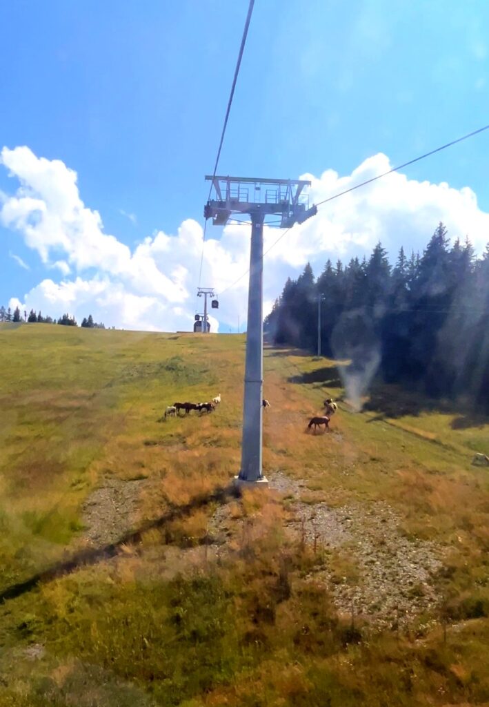 Cavalli al pascolo visti dalla cabinovia Aprica-Magnolta