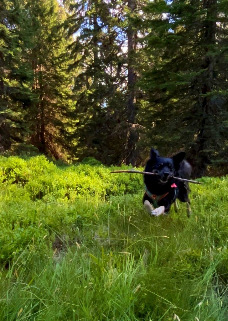 Kiko salta con un bastone in bocca nel bosco di Magnolta con i cani